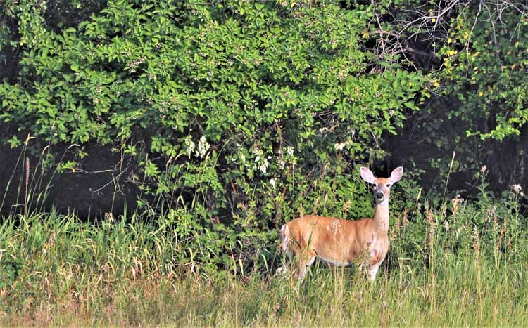 deer in field